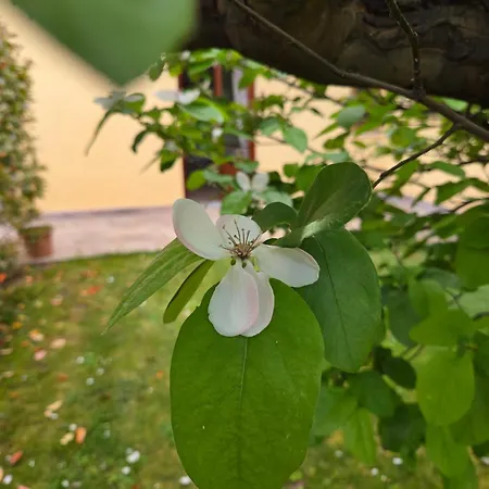 Il Piccolo Oliveto Semesterbostad *